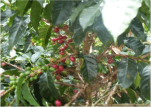 Coffee plants. Photo and copyright by Xiomara Fernanda Quiñones Ruiz.