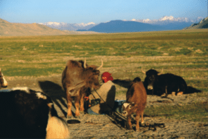 Kyrgyz female herding cattle. Photo and copyright: Asyl Undeland