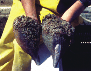 Shell fish caught in the Seri Pen fisheries. Photo and copyright: Xavier Basurto